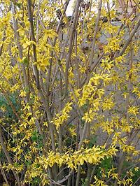 Forsythia7r.jpg