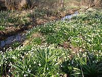 Leucojum vernum