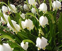 Leucojum vernum