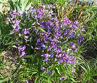 Lathyrus vernus