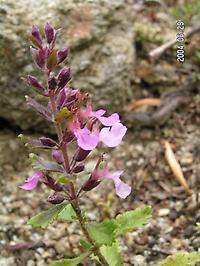 Teucrium_scordium.jpg