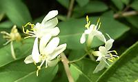 Lonicera_japonica