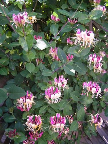 Geiblatt | Haus- und Gartenpflanzen | Natur im Austria-Forum