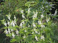 Galega_officinalis_alba