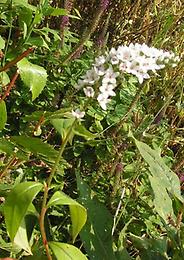 Lysimachia_clethroides