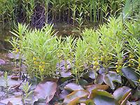 Lysimachia_thyrsiflora