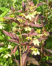 Lysimachia_ciliata_purpurea