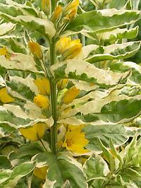 Lysimachia_punctata_variegata