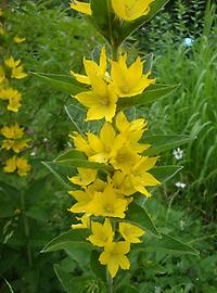 Lysimachia_punctata