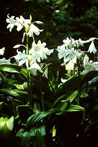 Crinum-poweli.jpg