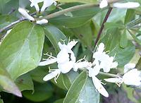 Lonicera_Maackii