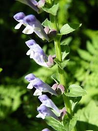 Scutellaria_altaica