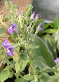 Scutellaria_diffusa