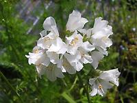 Polemonium_weiß