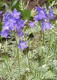 Polemonium_panaschiert