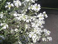 Cerastium.jpg