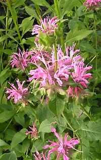 Monarda