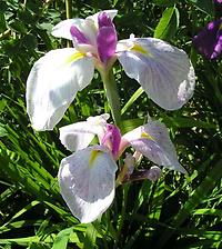 Iris_ensata3.jpg