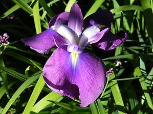 Iris_ensata272.jpg