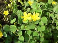 Hypericum_athoum