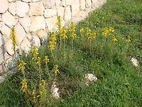 asphodeline.jpg