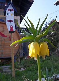 Fritillaria imperialis