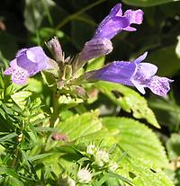 Nepeta_subsessilis.jpg