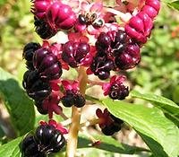 Phytolacca_acinosa