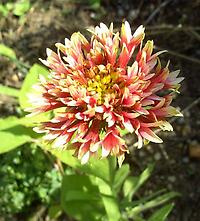 Gaillardia