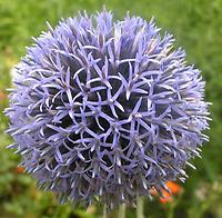 Echinops ritro