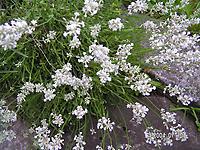 Lavandula_angustifolia alba