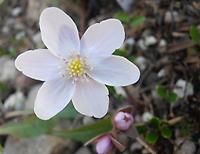 Hepatica nobilis Alba