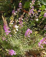 Linaria_purpure.jpg