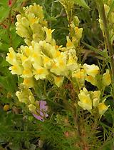 Linaria_supina.jpg