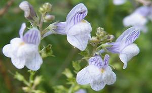 Linaria_aethusiflora.jpg