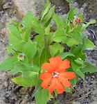 Lychnis sieboldii