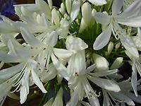 Agapanthus_Alba1.jpg