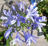 Agapanthus_blau.jpg