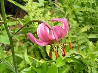 Lilium_martagon2.jpg