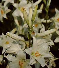 Lilium_candidum.jpg