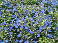 Lobelia