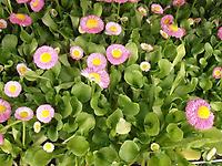 Bellis_perennis.jpg