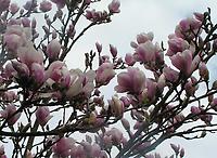 Magnolia_sellowana.jpg