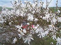 Magnolie_stellata.jpg