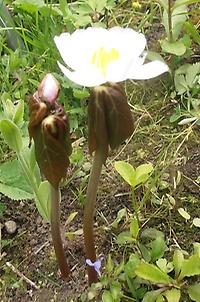 Maiapfel Podophyllum peltatum