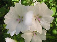 Malva_moschata3.jpg