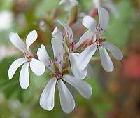 Pelargonium_fragrans.jpg