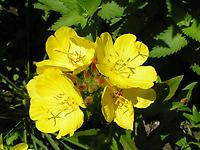 Oenothera_tetragona