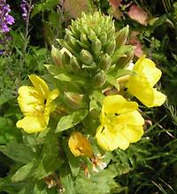 Oenothera