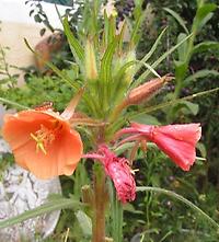 oenothera_Apricot_Delight